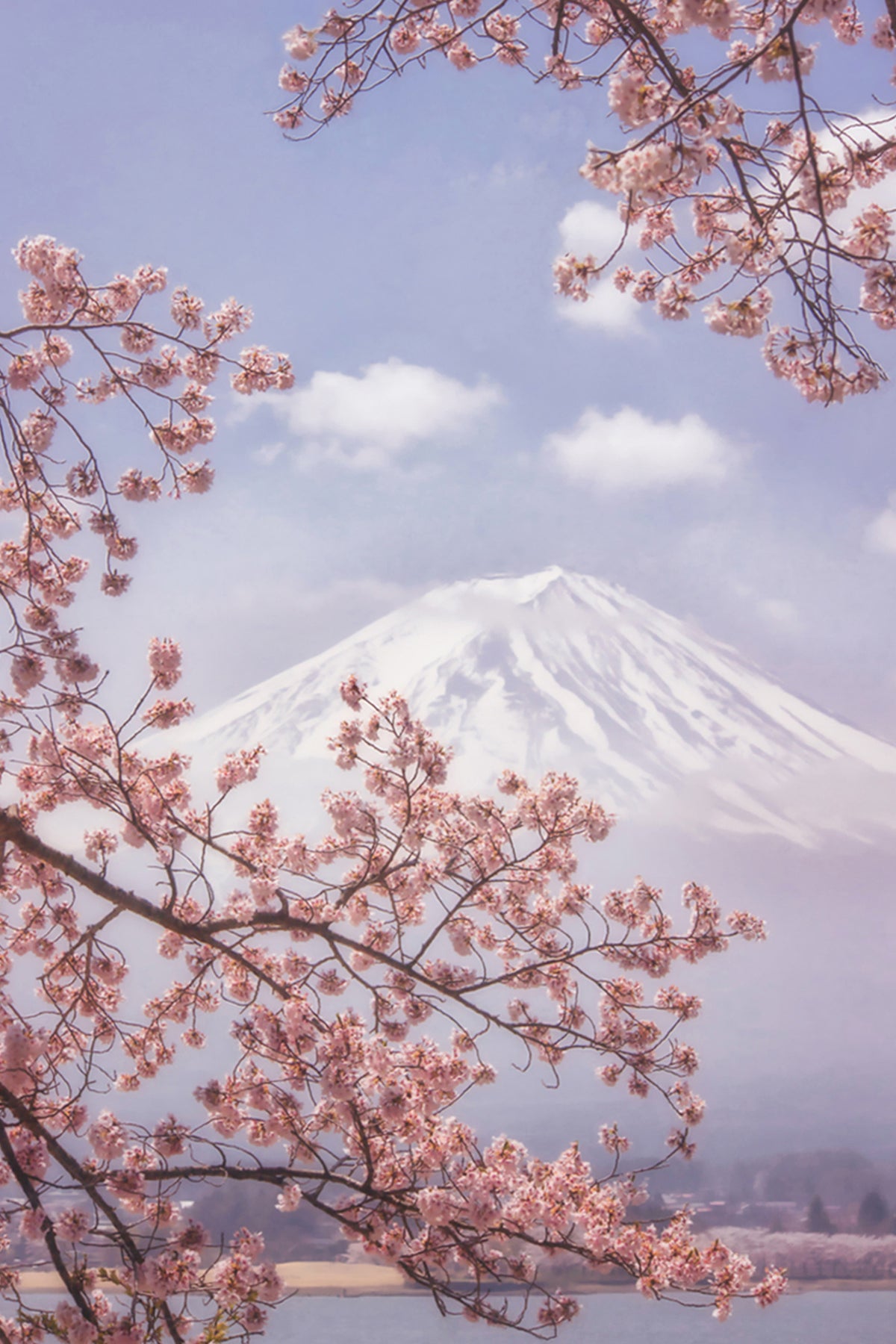 aluminium-print-mtfuji-in-the-cherry-blossoms-x