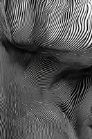 canvas-print-zebra-linescape