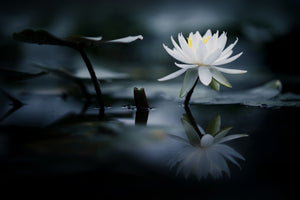 framedposter-print-reflection-xkq