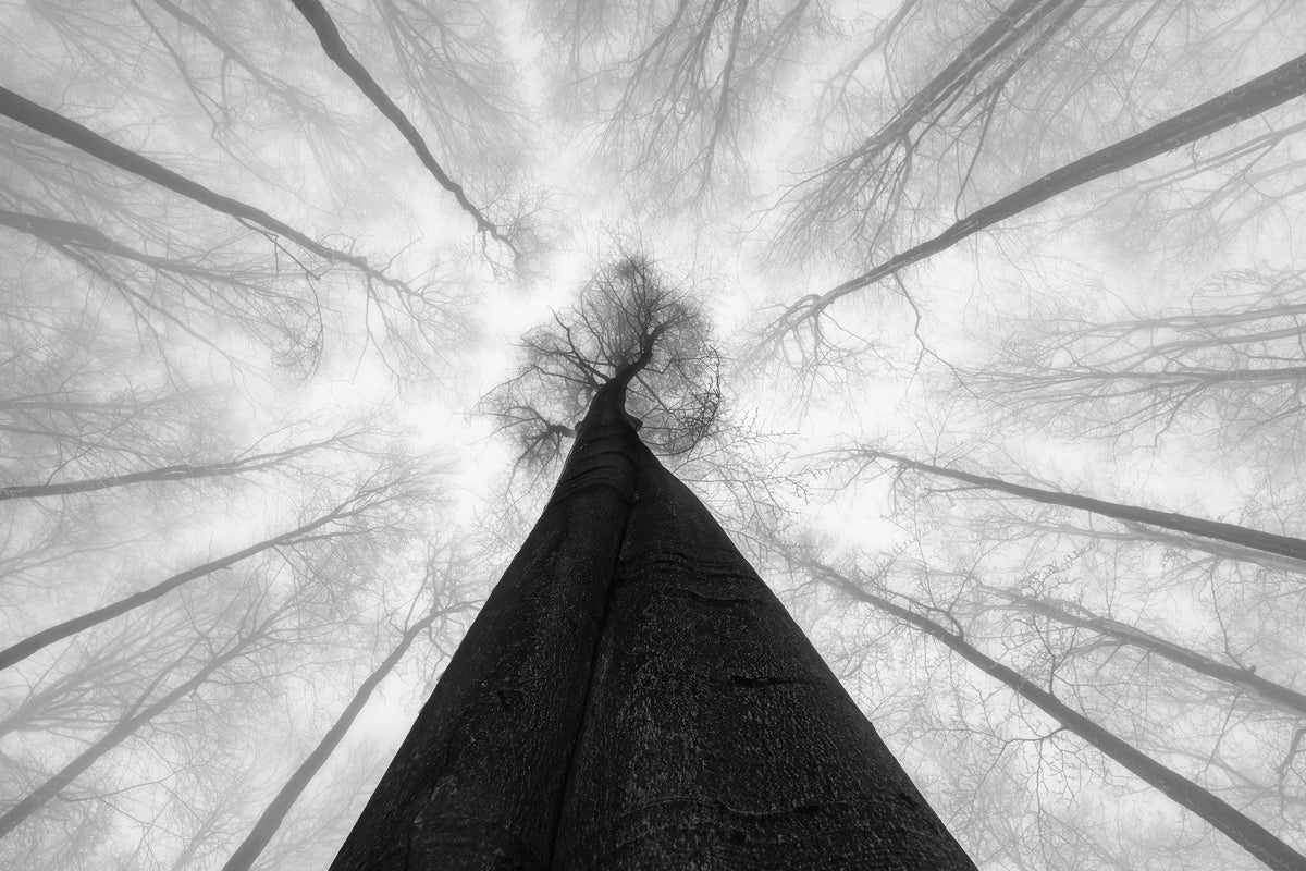 framedposter-print-fog-in-the-treetops
