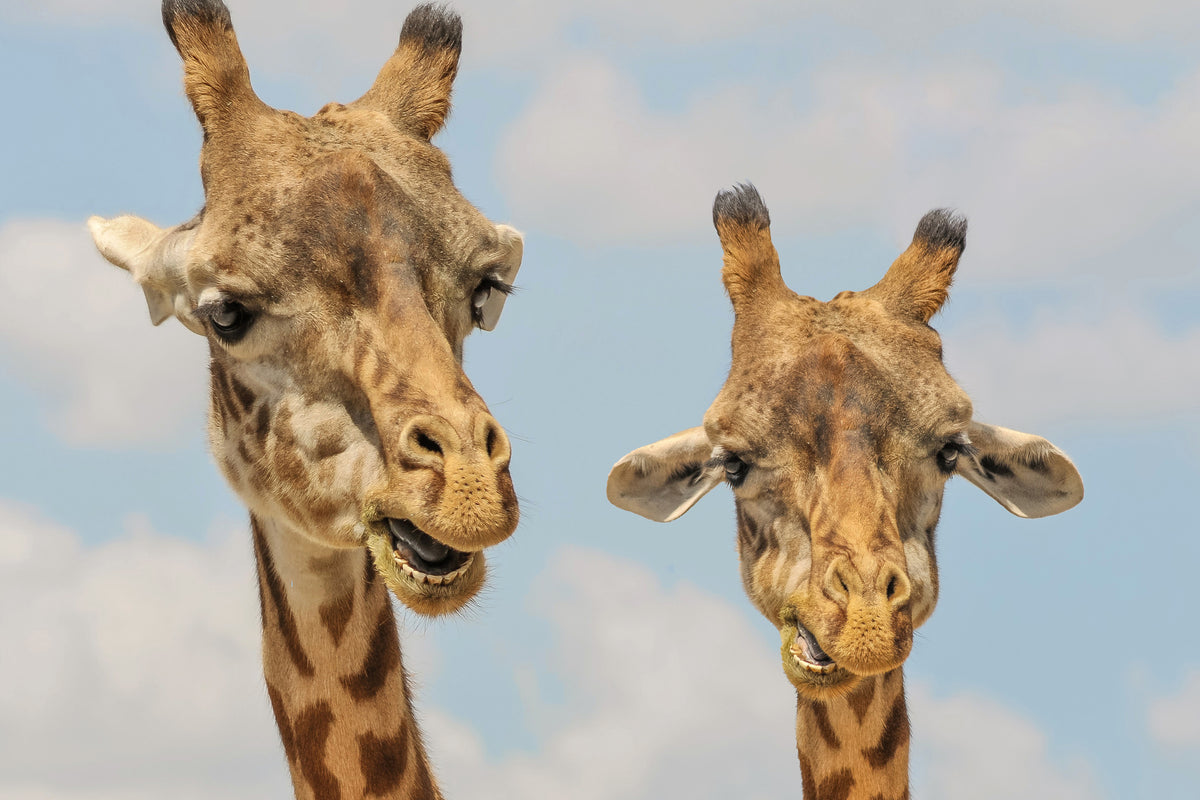 3-piece-acrylic-print-2-giraffes
