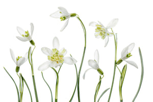 acrylic-print-spring-snowdrops