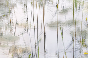 aluminium-print-lily-leaves