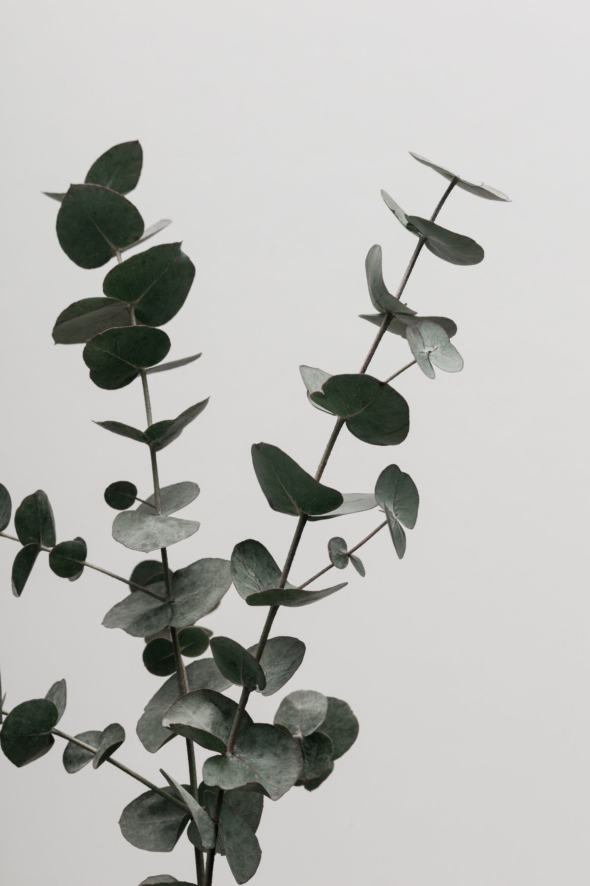 framedposter-print-eucalyptus-natural-04