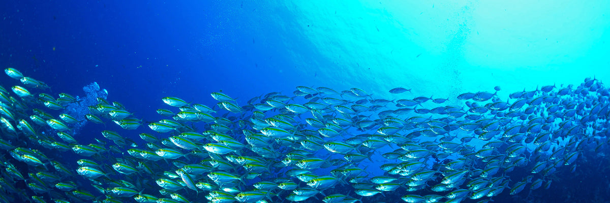panoramic-canvas-print-shoal-of-fish-panorama