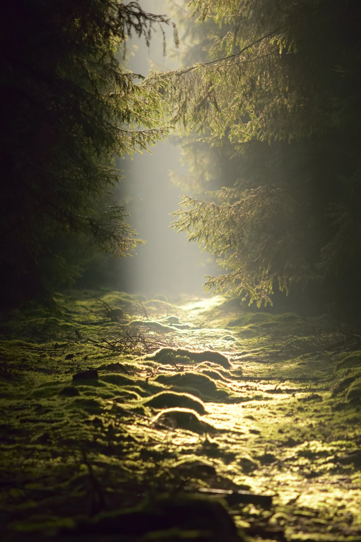 framedcanvas-print-the-wild-way