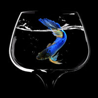 9-piece-aluminium-print-betta-fish-dance