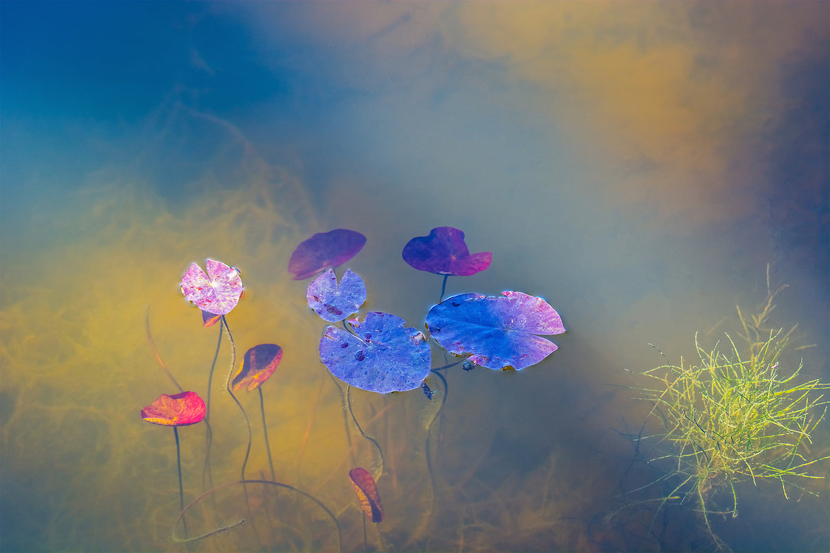 framedcanvas-print-water-life