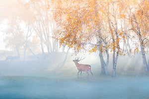 framedposter-print-elk-lost-in-mist-x