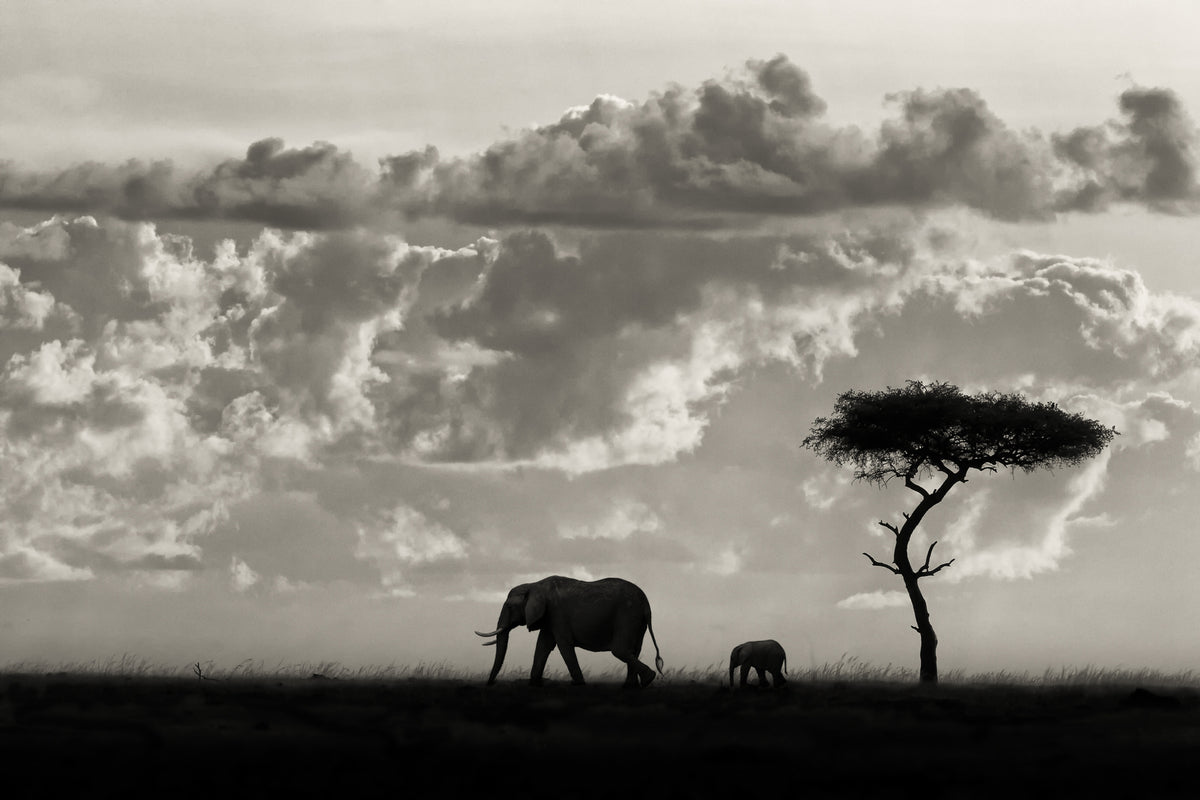 framedposter-print-silhouettes-of-mara
