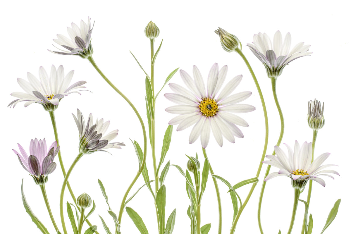 canvas-print-cape-daisies-xuv