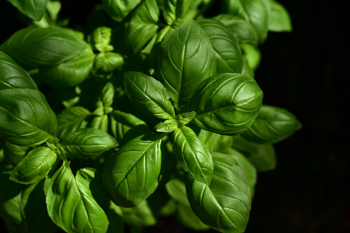 acrylic-print-basil-in-xl