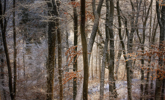 acrylic-print-october-snow