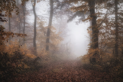 poster-print-autumnal-forest