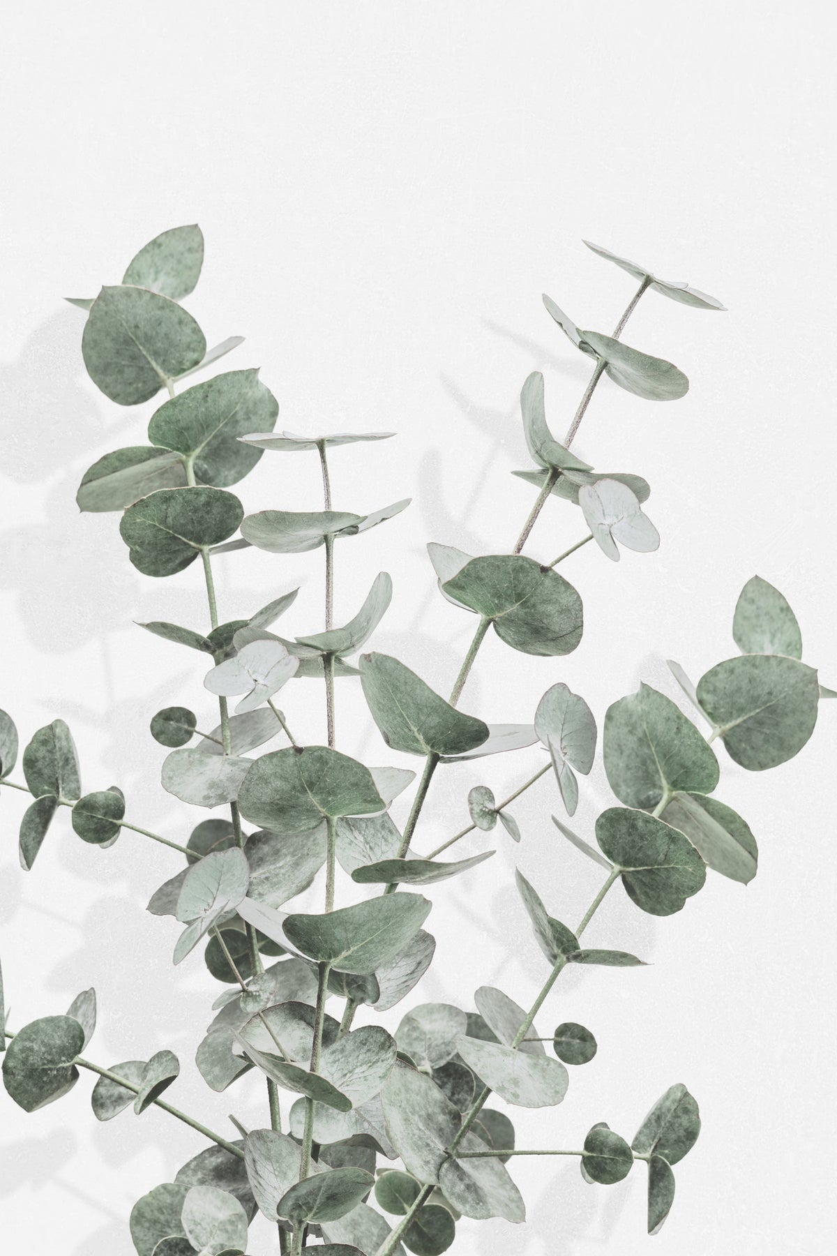 framedcanvas-print-eucalyptus-creative-16