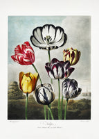canvas-print-tulips-from-the-temple-of-flora-1807