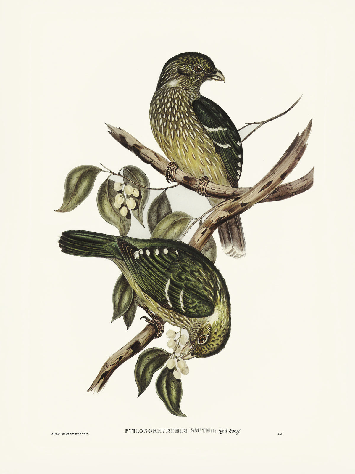 acrylic-print-cat-bird