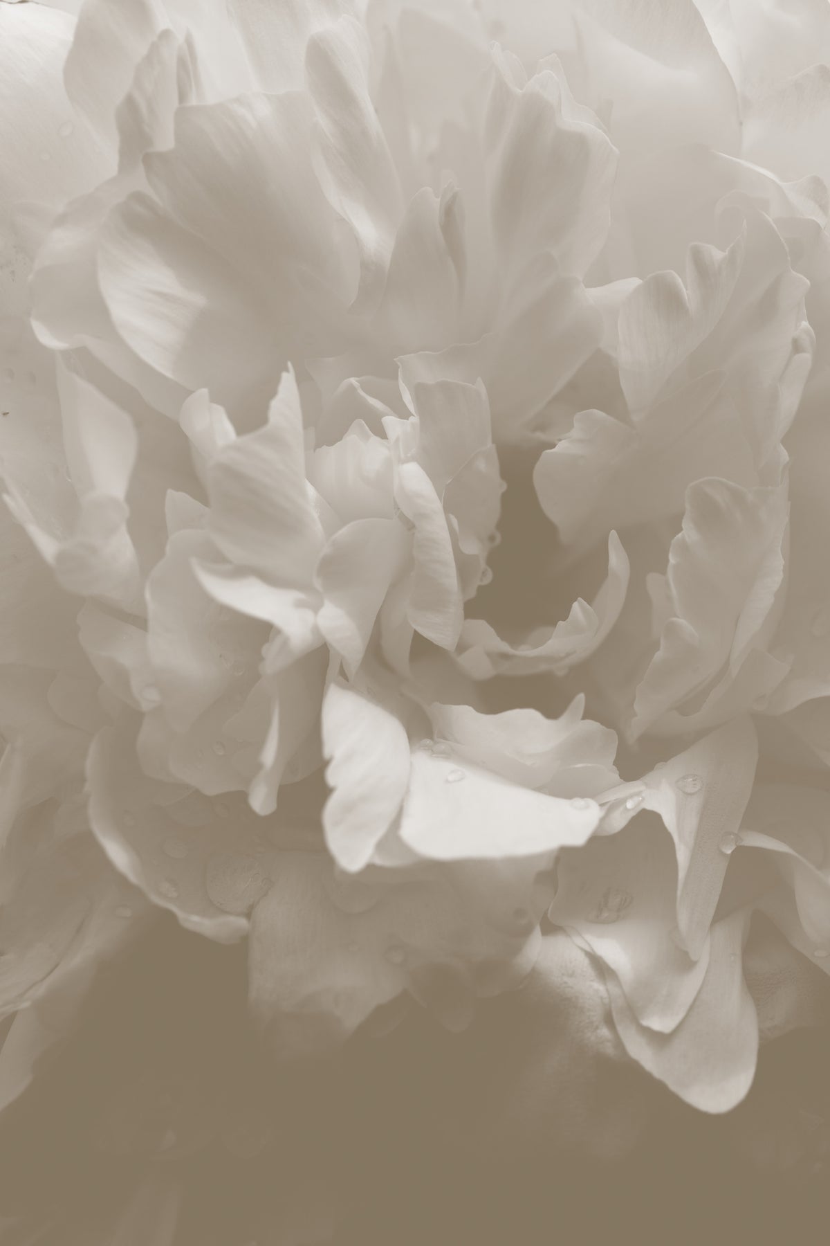 framedposter-print-peony-9