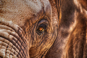3-piece-aluminium-print-the-look-of-the-elephant