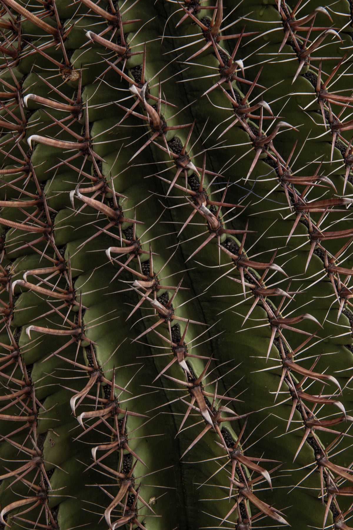 acrylic-print-cactus-showcases