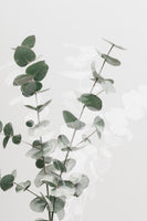 aluminium-print-eucalyptus-creative-02