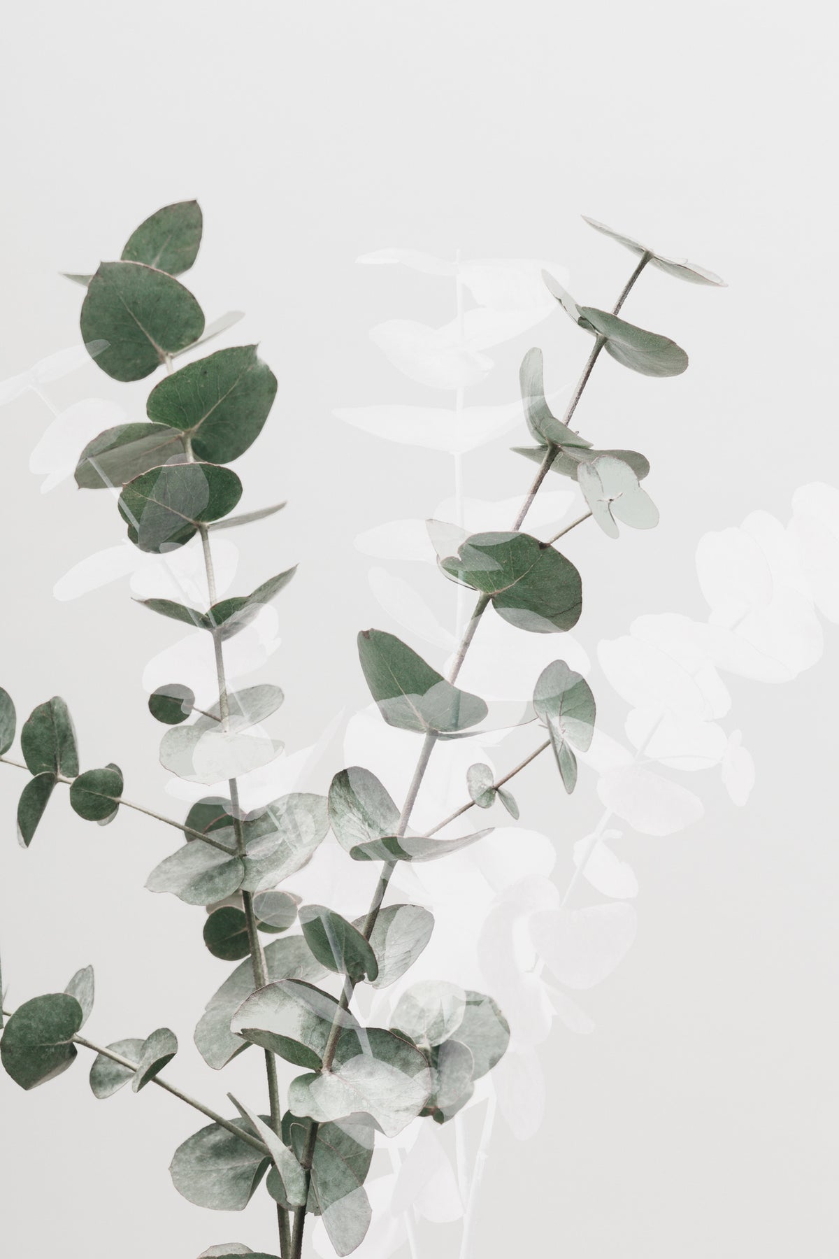 aluminium-print-eucalyptus-creative-02