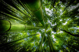 canvas-print-arashiyama-x