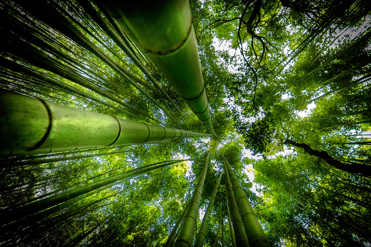 canvas-print-arashiyama-x