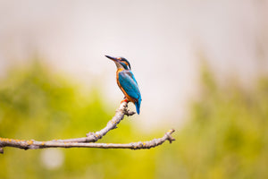 framedcanvas-print-the-kingfisher
