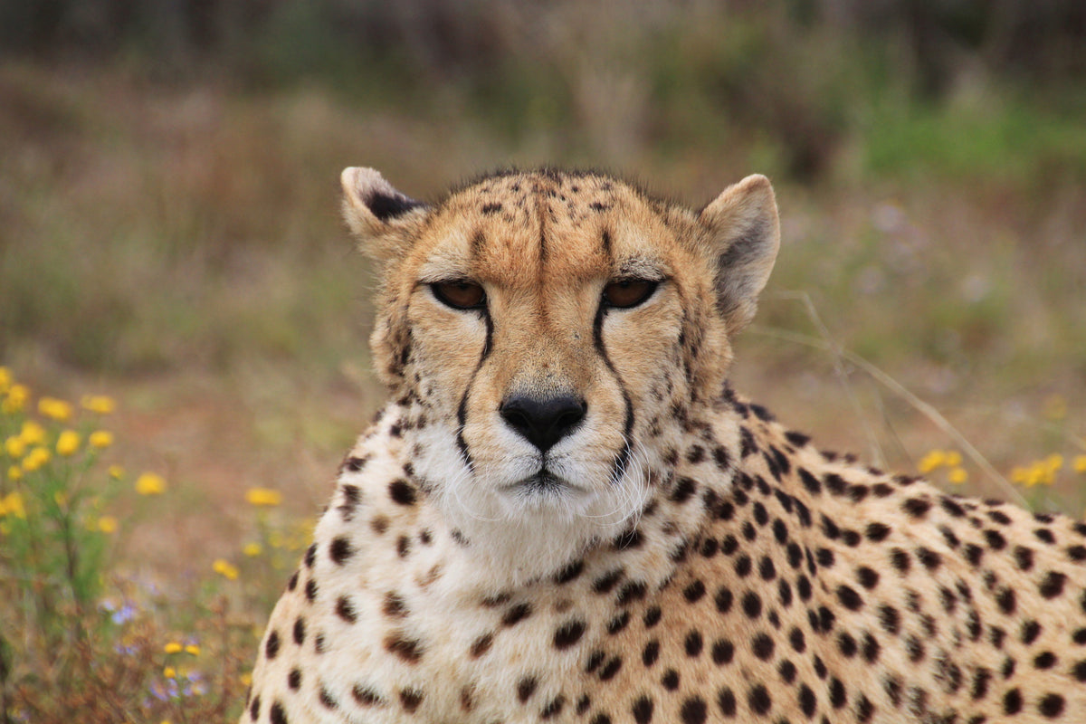 aluminium-print-cheetah-xl