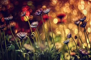 3-piece-canvas-print-summer-flowers