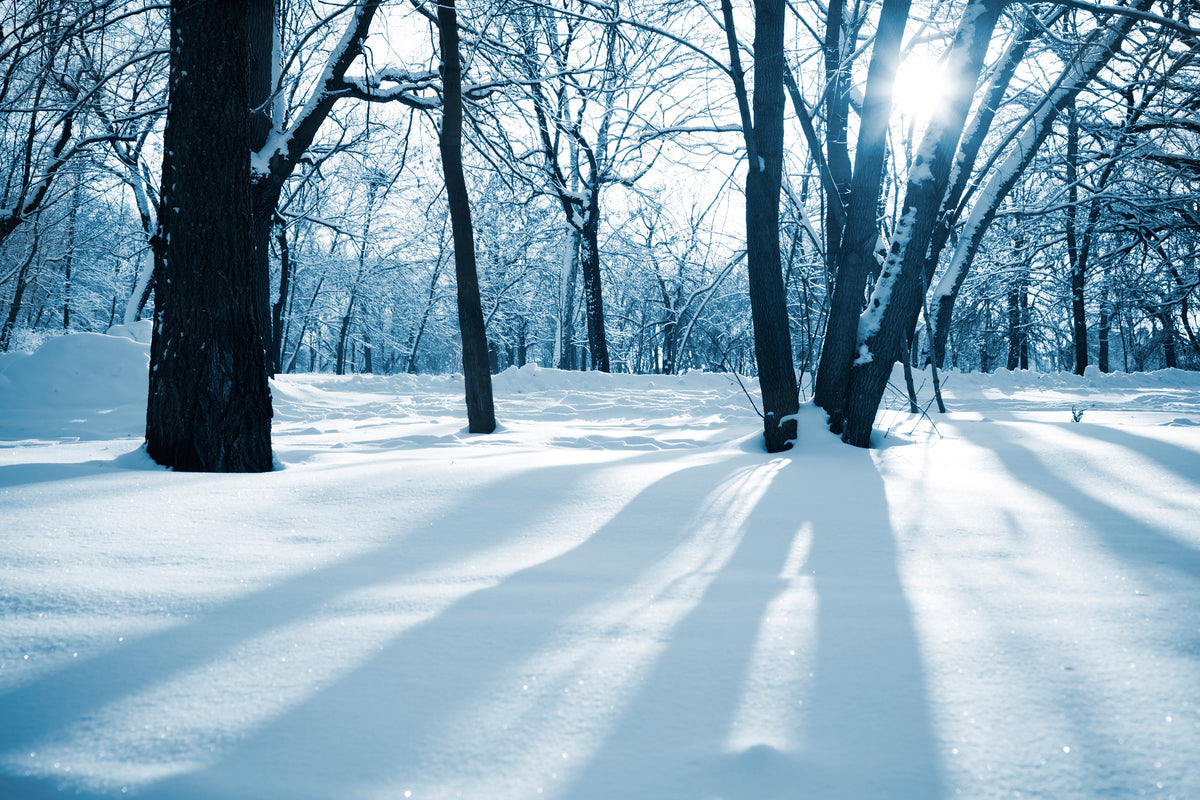 3-piece-canvas-print-the-forest-without-tracks-in-the-snow