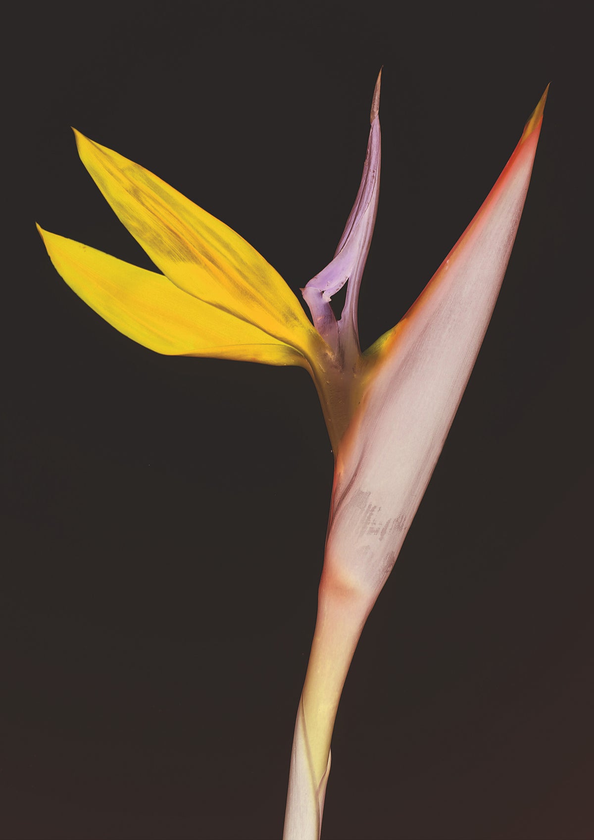 canvas-print-exotic-blossom-glow