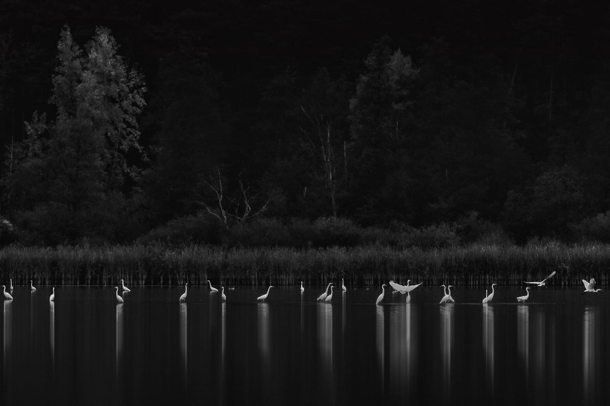 3-piece-canvas-print-birds-4