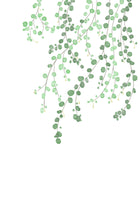 aluminium-print-birch-tree