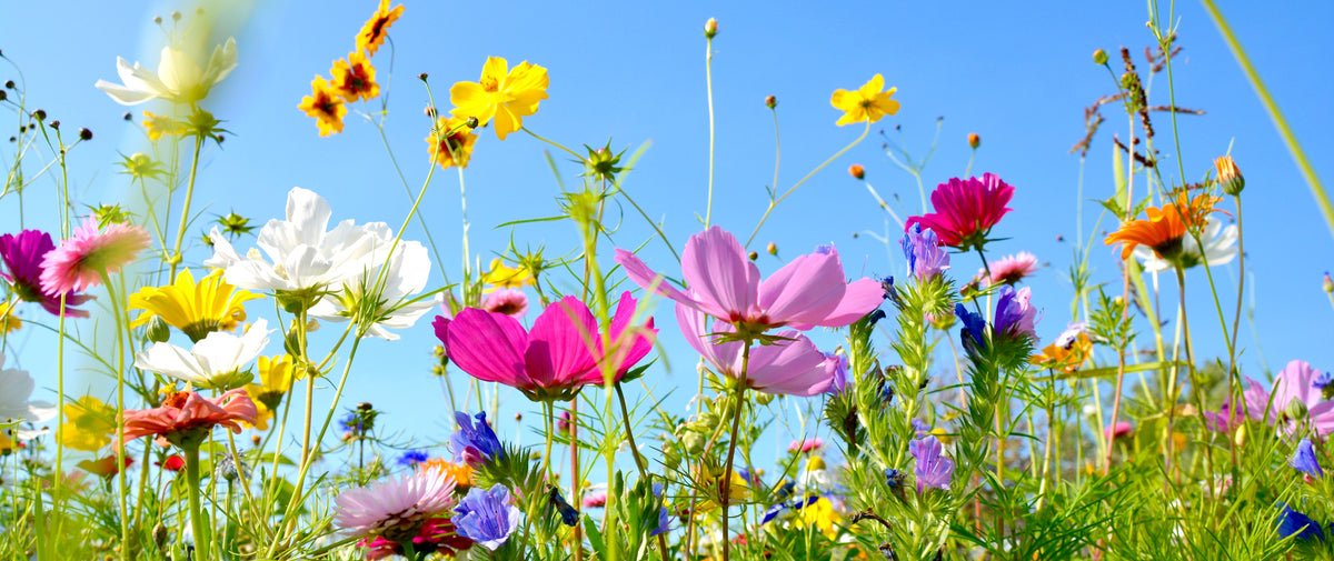 panoramic-acrylic-print-colorful-flower-meadow-in-summer