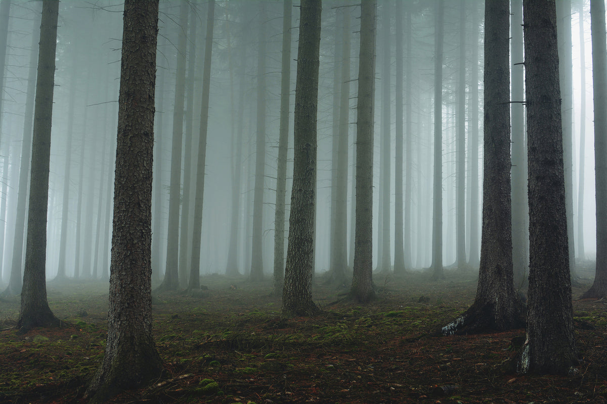 acrylic-print-foggy-forest-xcg
