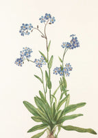 framedcanvas-print-alpine-forget-me-not-from-north-american-wildflowers-1925-by-mary-vaux-walcott