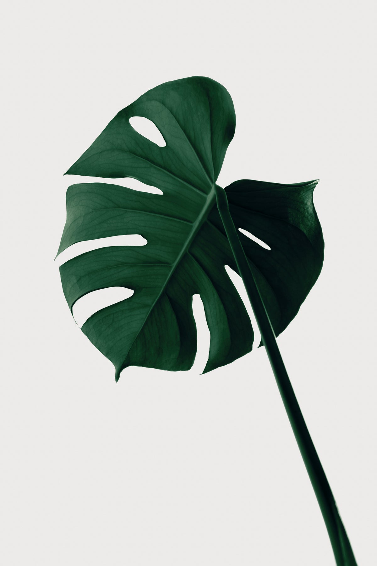 aluminium-print-monstera-natural-07