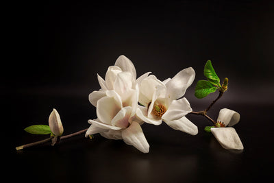 poster-print-magnolia