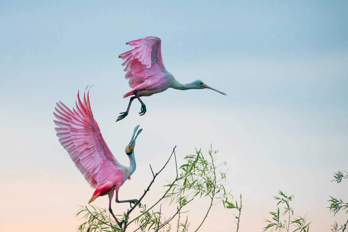 canvas-print-rosy-pair