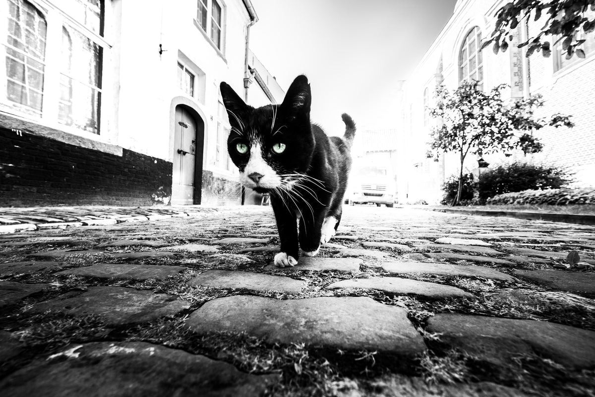 framedposter-print-focus-x
