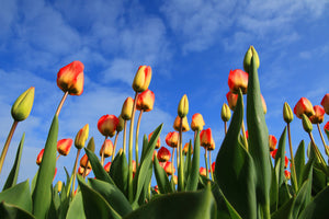 acrylic-print-tulips-tower-to-the-sky