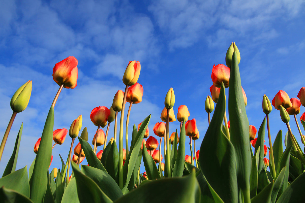 acrylic-print-tulips-tower-to-the-sky