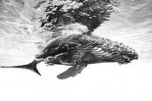 3-piece-canvas-print-humpback-whale-calf