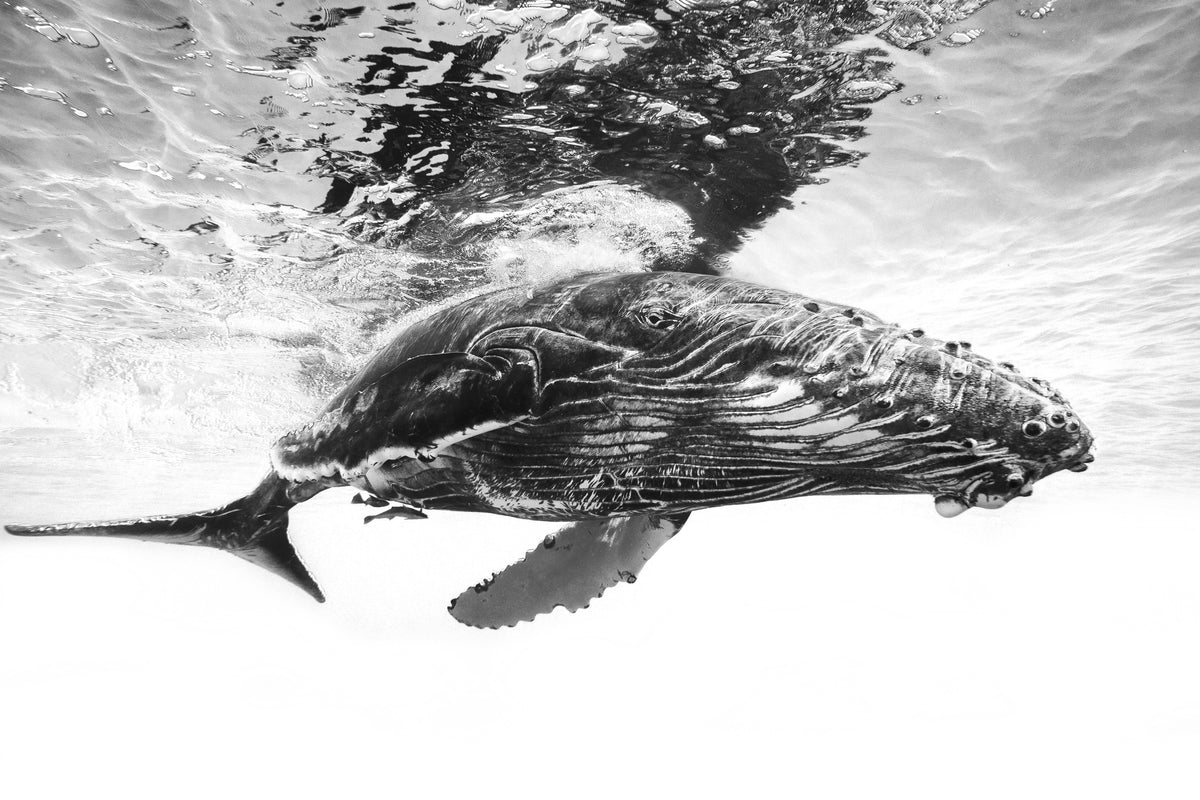 3-piece-canvas-print-humpback-whale-calf