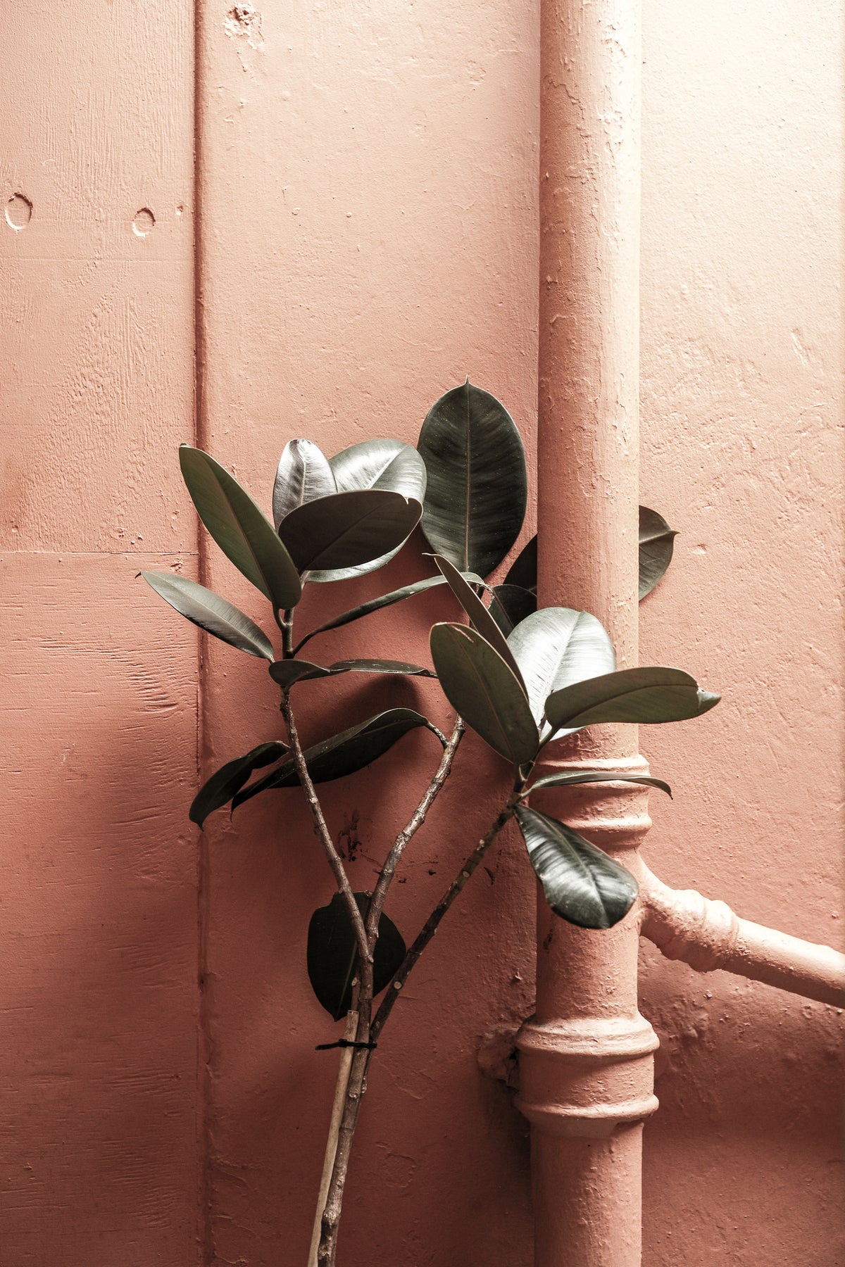 framedposter-print-botanical-blush