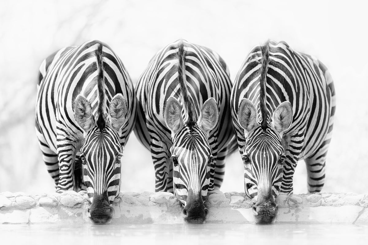 framedposter-print-zebras-xbj