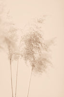 canvas-print-reed-grass-beige-09
