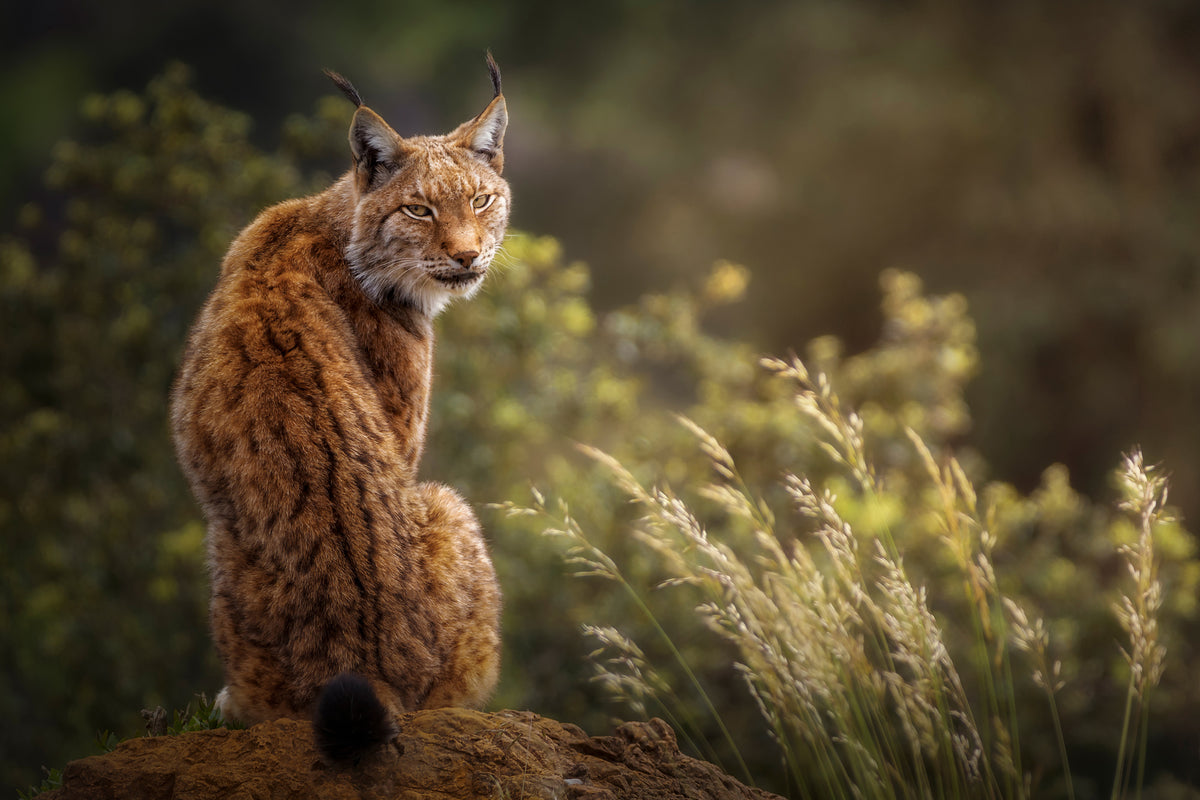 framedposter-print-lynx-fine-art-x